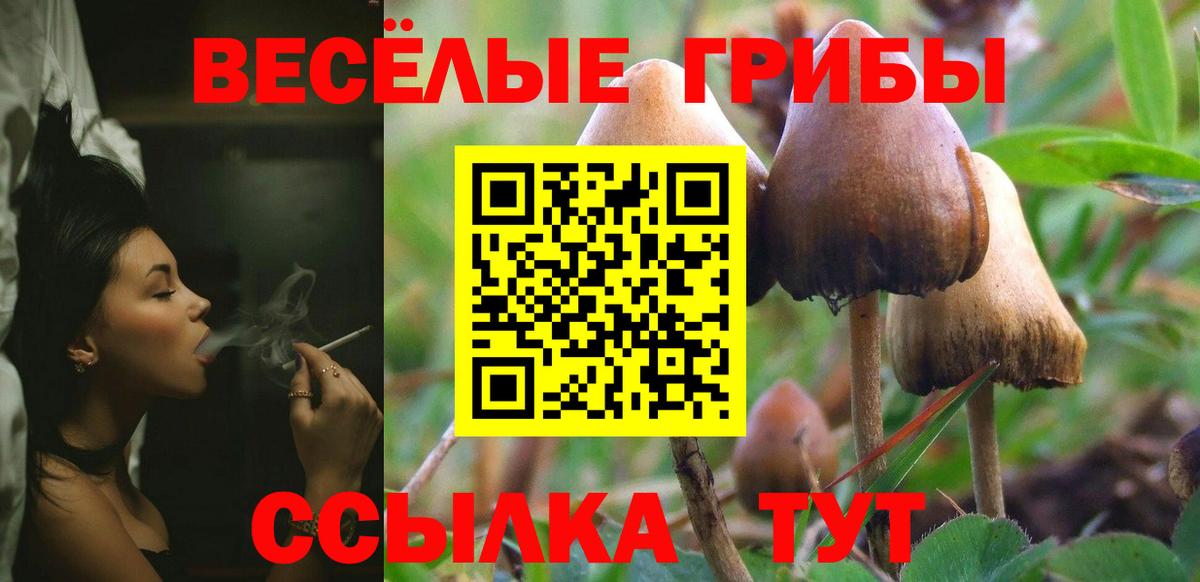 Псилоцибиновые грибы Psilocybe Камышин